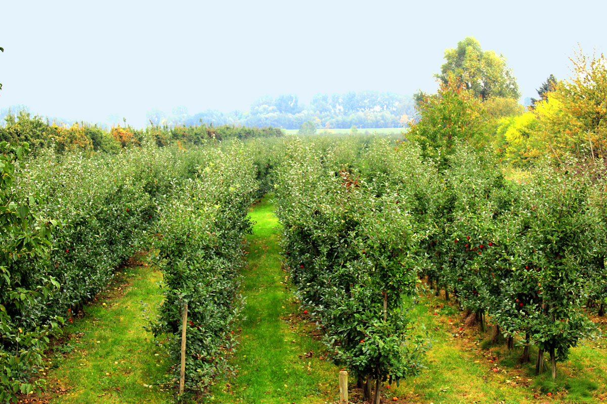 AltesLand Tagesfahrt Obstplantage SightseeingKontor