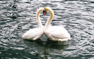 alsterschwaene liebe hamburg sightseeing kontor