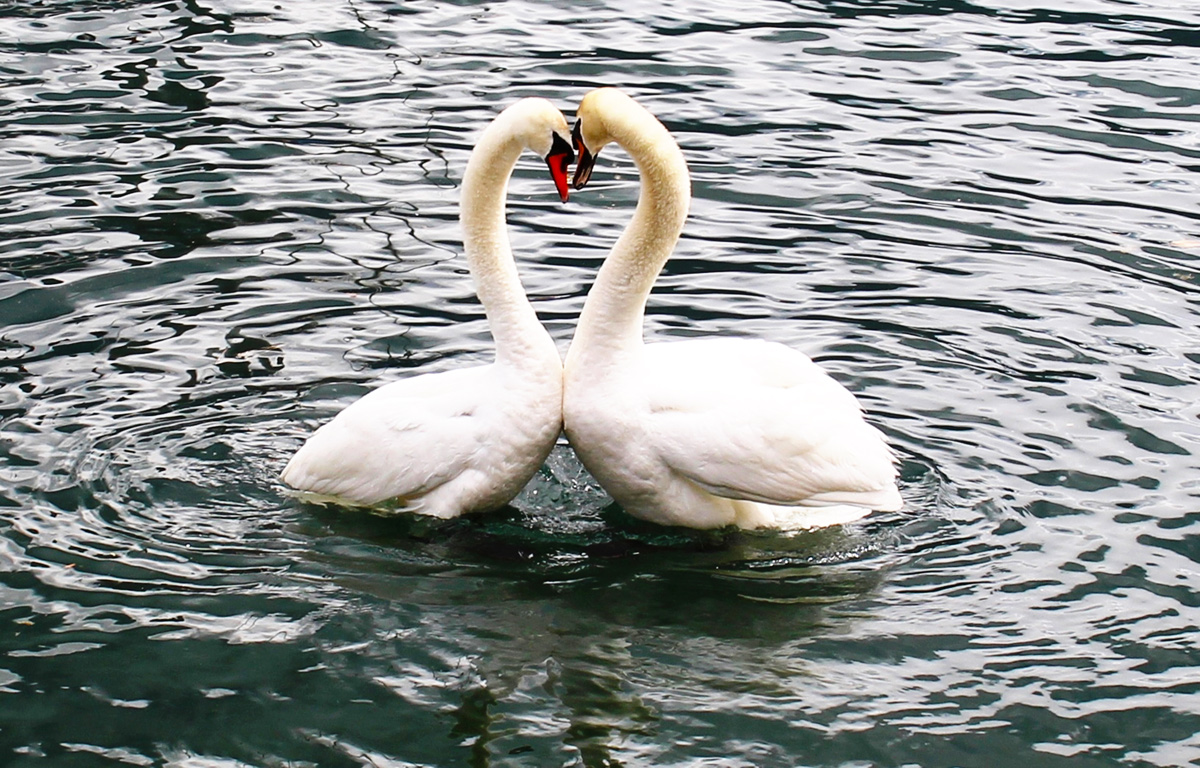 alsterschwaene liebe hamburg sightseeing kontor