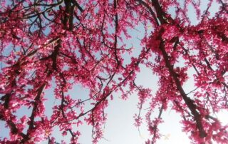 japanisches kirschbluetenfest hamburg kirschbaum