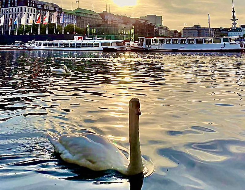 alsterundfahrt schwan