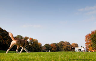 L Hamburg Jenisch Park hamburg mit hund