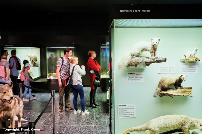 LangeNachtderMuseen2019_Zoologisches-Museum__C_MuseumsdienstHamburg_FrankKrems_0453.jpg